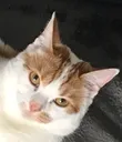 catreal
