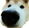 dognose