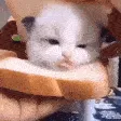 catbread