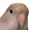 Birb_stare_butters Birb_stare_butters