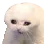 CatCry