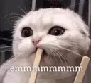 catsipping