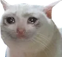 sadcat Discord Emoji