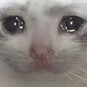 SadCat