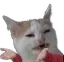 CatHand Discord Emoji