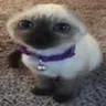 judas