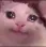 sadcat