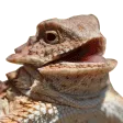 HEHE