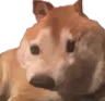 bepizdec bepizdec