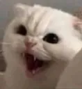 catexcited