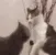 catfight