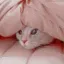 catunderblanket