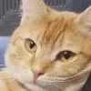 catblink