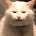 cattired