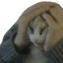 notlikecat