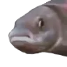 pausefish