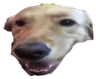 Butterdawg