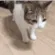 thiscatisschroedinger thiscatisschroedinger