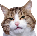 pav_cat_sus_stare Discord emoji