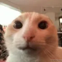 groovyganydeaf