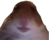 Bruh