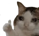 sad_cat_ok