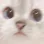 CatOop