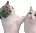 CatAHomie