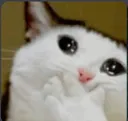cat_crii cat_crii