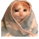 cat_blanket_crying