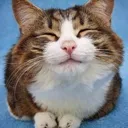HappyCat