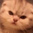 angrycat