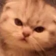 :angrycat: