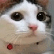 buhloucat