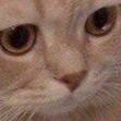 whatcat