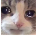 cat_crying