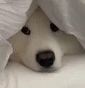 doghide