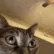 CatLosingIt