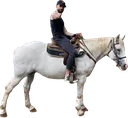 sypherHORSE