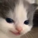 hehe_cat Discord Emoji