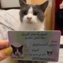cat Discord Emoji