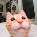 smilecatbutnosmile