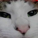 CatW