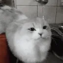 FUCK_ThisCatJustGay