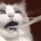 FUCK_CatToothbrush2