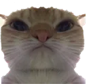 catstare
