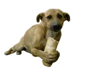 bedo
