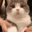 thory_y_cat_k_nashe