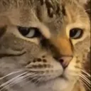 annoyed_cat
