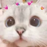 catLove